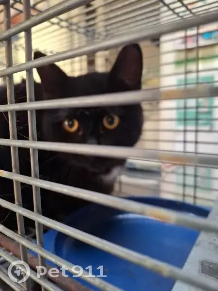 Chat noir mâle trouvé, Rue Henri Goudier - photo