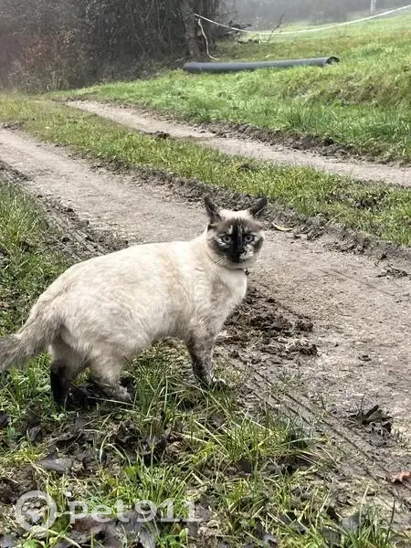 Chatte siamoise disparue à Bègles - photo