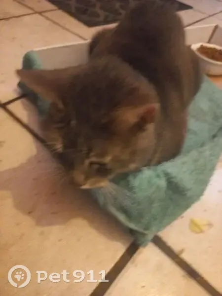 Chat trouvé à Tourcoing, Av. Fin de la Guerre - photo