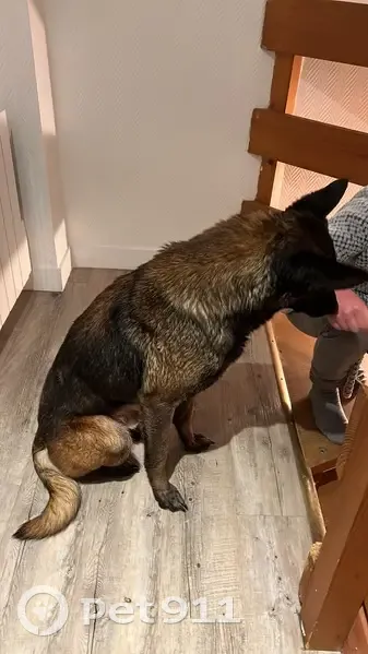 Chien type Malinois trouvé à Angerville - photo