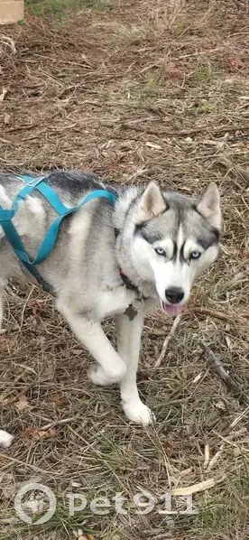 Husky Raven perdue à Cuers lundi après-midi - photo