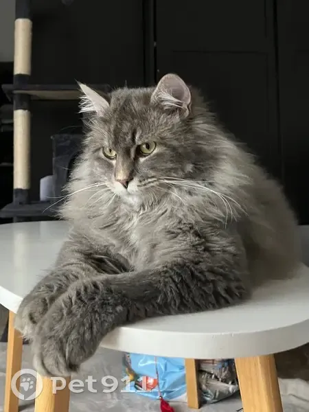 Chat sociable 2 ans perdu à Annecy - photo