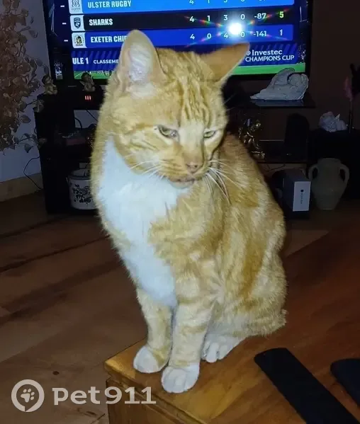 Chat tigré roux perdu à Nézignan-l'Évêque - photo