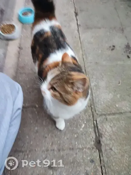 Chat femelle tricolore trouvé à Bouvignies - photo