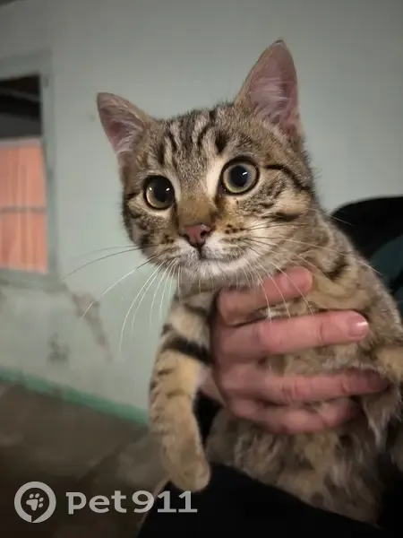 Chaton femelle trouvé à Neuvy-Grandchamp - photo