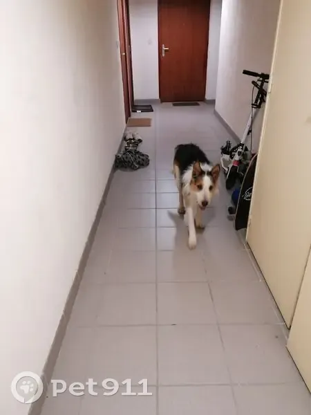 Chien tricolore trouvé à Eybens - photo