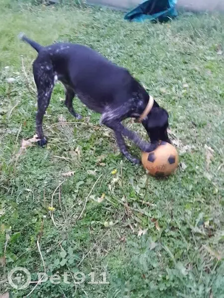 Chienne noire tachetée trouvée à Longages - photo