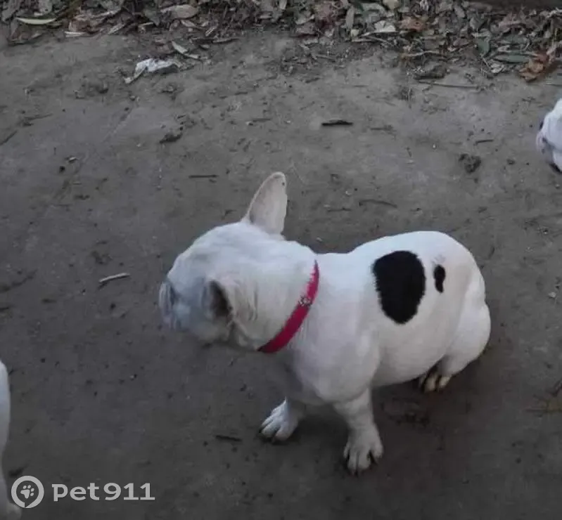 Bouledogue français blanc perdu à Alès - photo