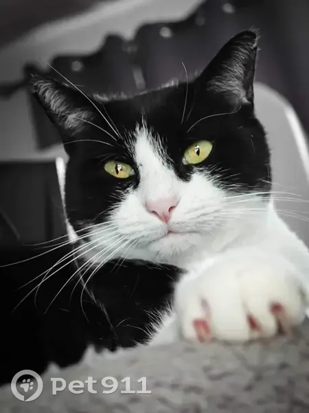 Chat noir et blanc perdu à Corbeil-Essonnes - photo
