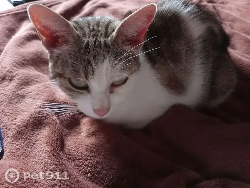 Chat trouvé, affectueux et en bonne santé - photo
