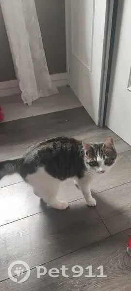 Chat trouvé au 2e étage, Villepinte - photo