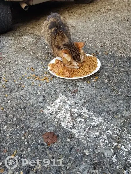 Chat trouvé malade, clinique Aspremont - photo