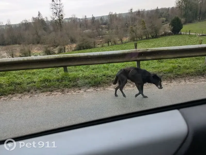 Chien errant maigre aperçu à Marenla - photo