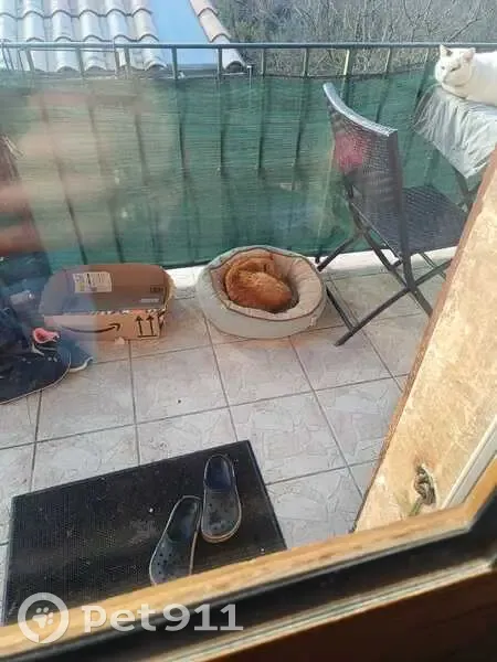 Jeune chat roux trouvé, non castré - photo