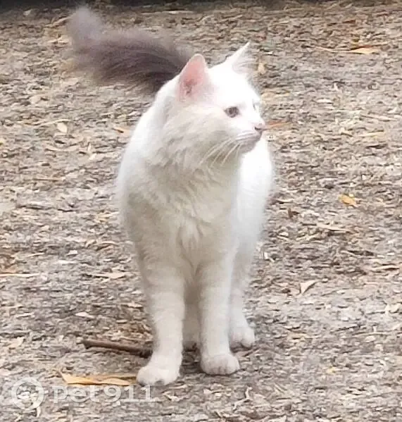 Angora blanc disparu à Sucy-en-Brie - photo