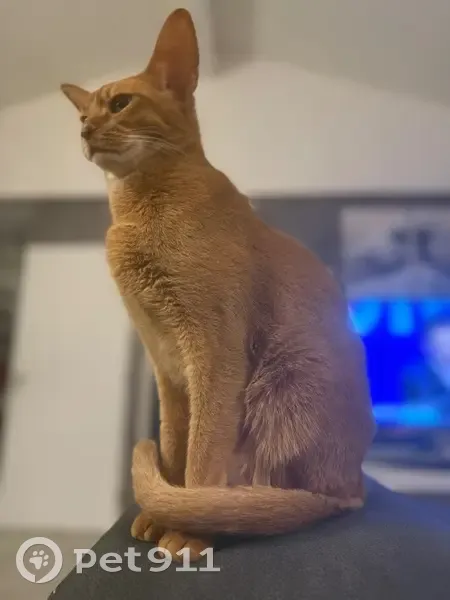 Chat abyssin perdu à Cepet : contactez-nous - photo