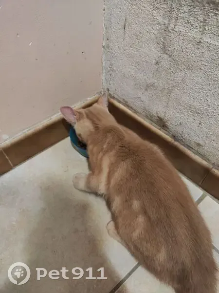 Chaton roux maigre trouvé près d'Auxerre - photo