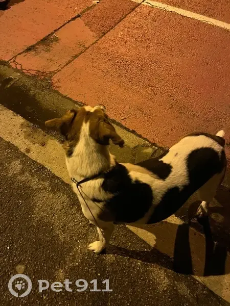Chien trouvé à Marsillargues - photo