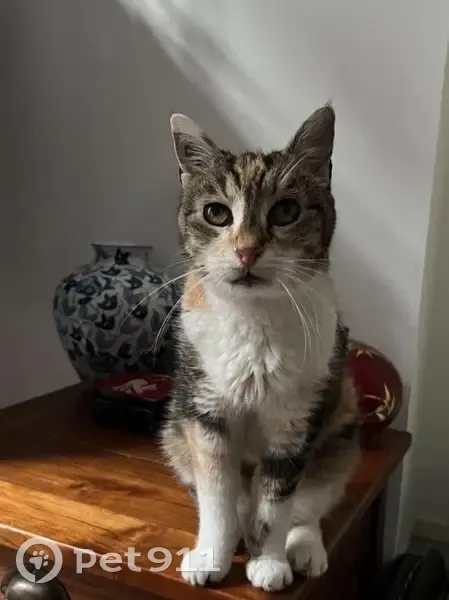 Chatte tricolore 18 ans perdue à Boulogne - photo