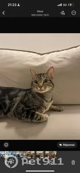 Chat perdu, mâle, 3 ans, Les Lilas - photo