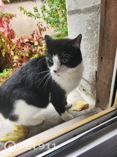 Chat perdu, collier noir, tâche sur nez - photo