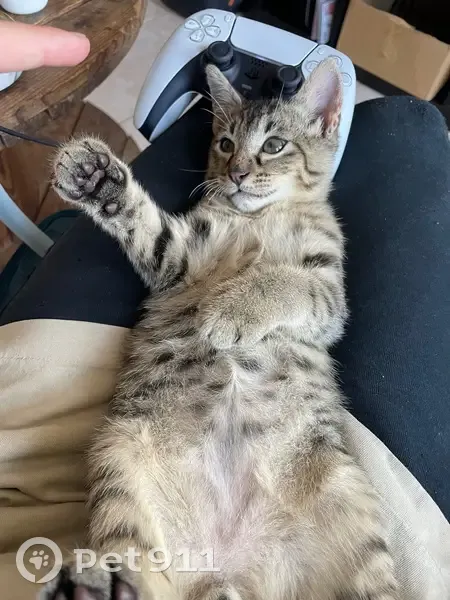 Chaton perdu: Raz, 5 mois, Montpellier - photo
