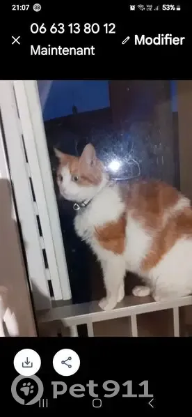 Chat roux 9 ans perdu, diabétique, Achères - photo