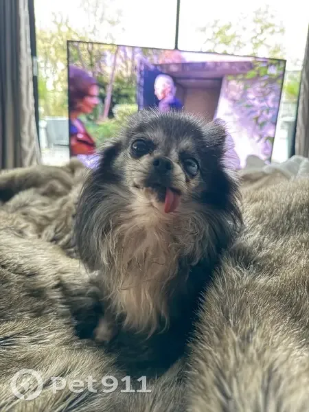 Chihuahua mâle perdu, 14 ans, Tassin - photo