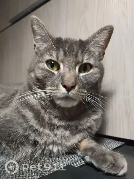 Chat perdu : Simba, Rue de Dantzig, Paris - photo