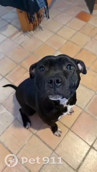 Chienne perdue à Bondoufle (91) - photo