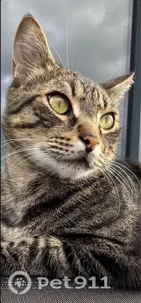 Chat tigré disparu à Auray - photo