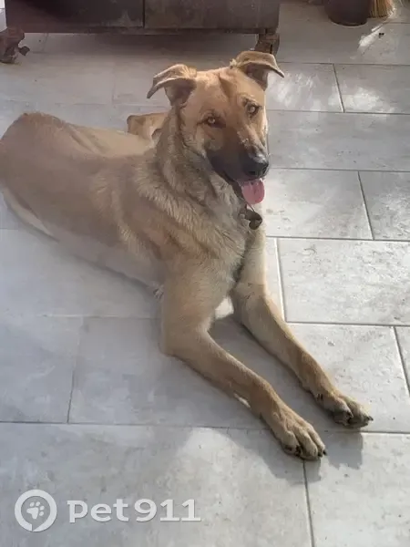 Chien mâle trouvé à Mazan, collier marron - photo