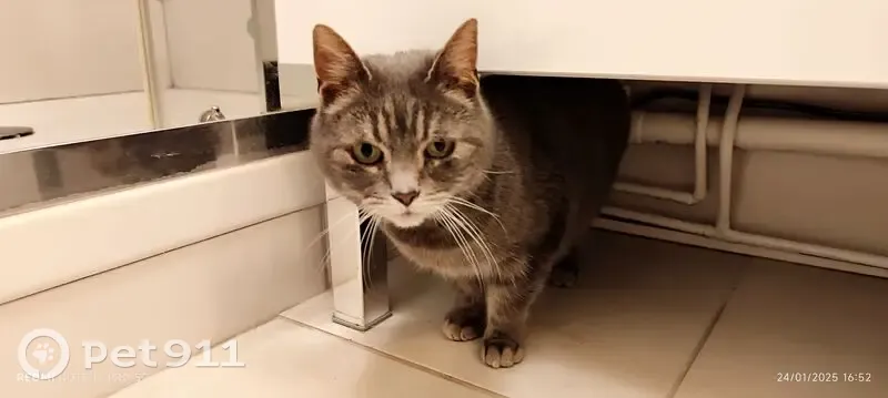 Chat trouvé : tigré à collier rose, Dieuze - photo