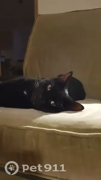 Chatte noire disparue à Trébeurden - photo