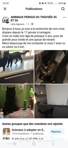 Chat noir 2 ans perdu à Romagné - photo