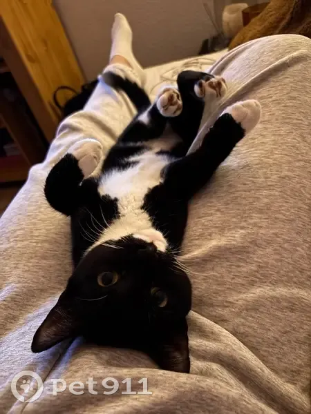 Chat européen noir et blanc perdu à Dax - photo