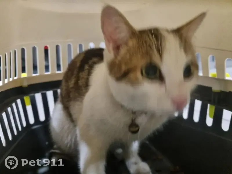 Chatte jeune trouvée à Vénissieux - photo