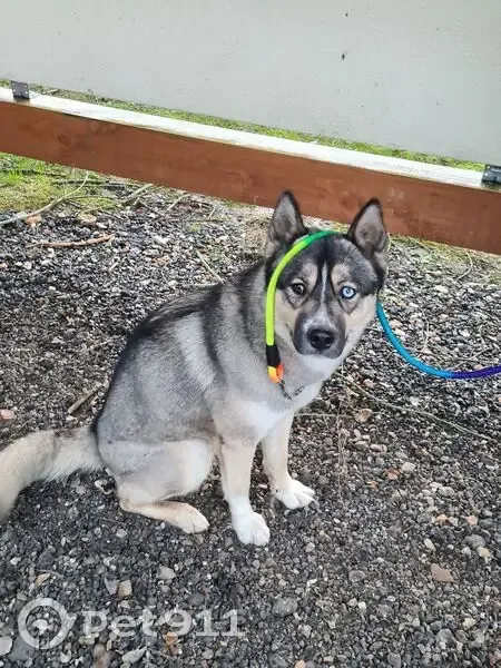 Husky disparu à Frenelles-en-Vexin - photo