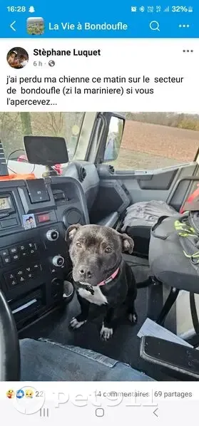Staffie noir perdu à Bondoufle - photo