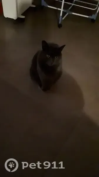 Chatte grise stérilisée trouvée à Dompierre - photo