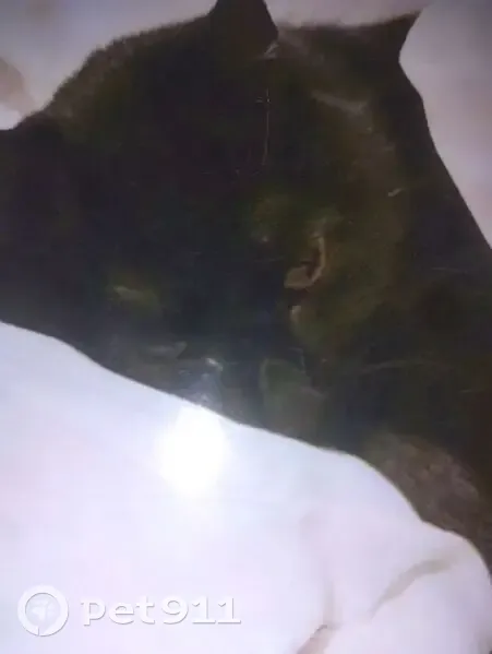 Chatte noire 5 ans disparue à Perpignan - photo
