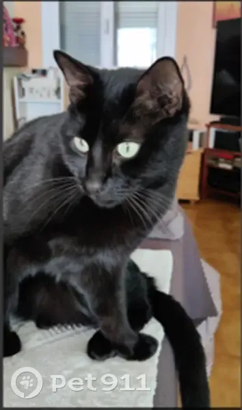 Chat noir européen perdu à Istres - photo