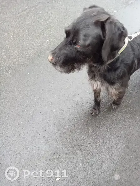 Chien mâle noir croisé trouvé à Orléans - photo