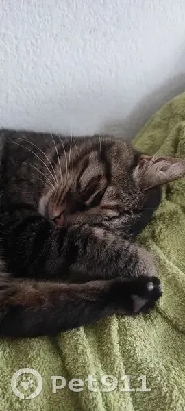 Chatte tigrée marron disparue à Pinet - photo