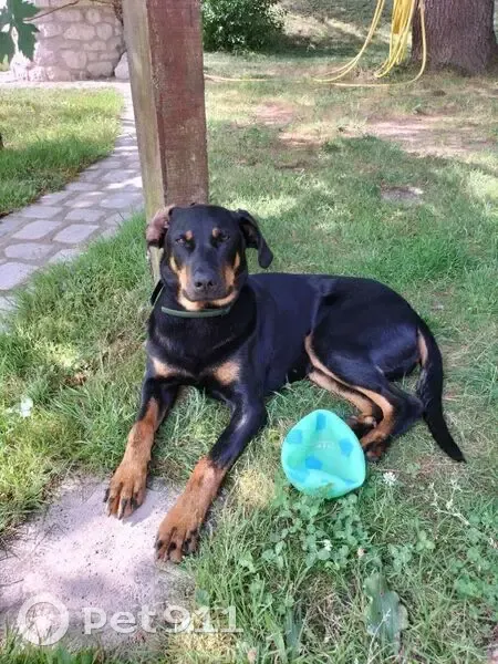 Beauceronne perdue à Villeneuve-sur-Lot - photo