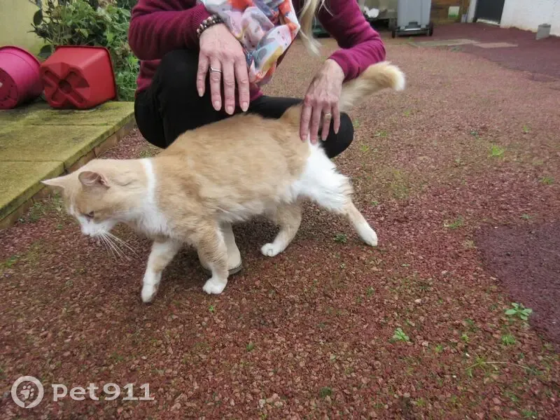 Chat roux et blanc trouvé, rue de la Jaunaie - photo