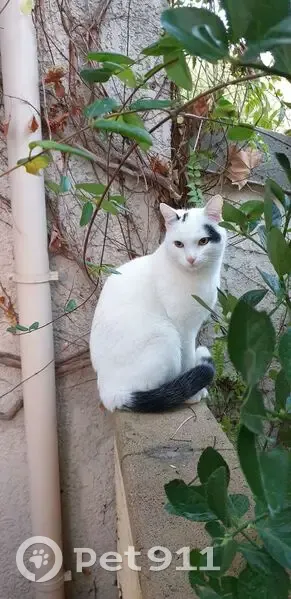 Chat européen blanc perdu à Eyguières - photo