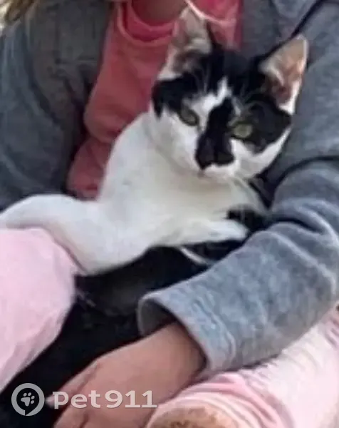 Chat noir et blanc perdu à Esclavolles - photo