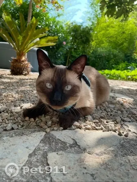 Chat siamois perdu à La Croix-Valmer - photo