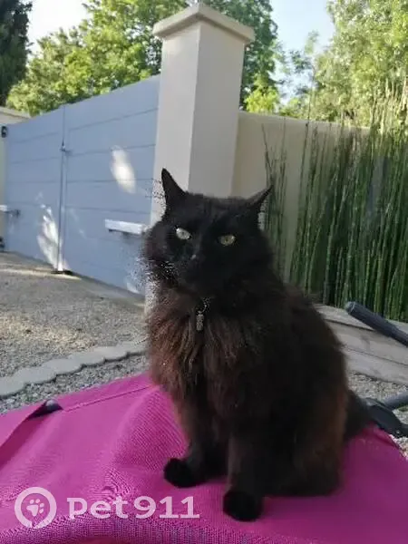 Chat noir angora perdu, collier médaille - photo